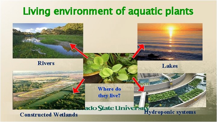 Living environment of aquatic plants Rivers Lakes Where do they live? Constructed Wetlands Hydroponic