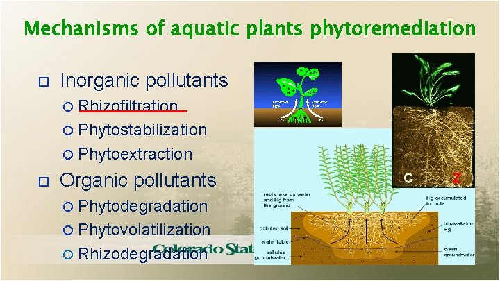 Mechanisms of aquatic plants phytoremediation Inorganic pollutants Rhizofiltration Phytostabilization Phytoextraction Organic pollutants Phytodegradation Phytovolatilization