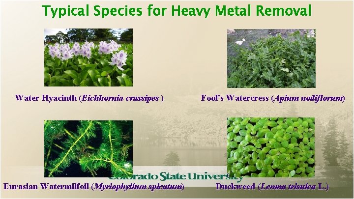 Typical Species for Heavy Metal Removal Water Hyacinth (Eichhornia crassipes ) Eurasian Watermilfoil (Myriophyllum
