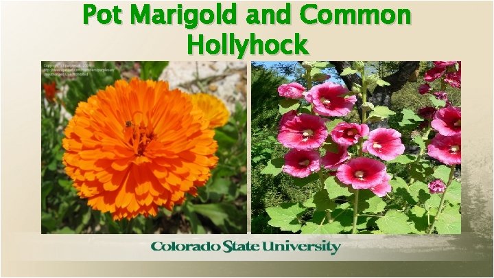 Pot Marigold and Common Hollyhock 