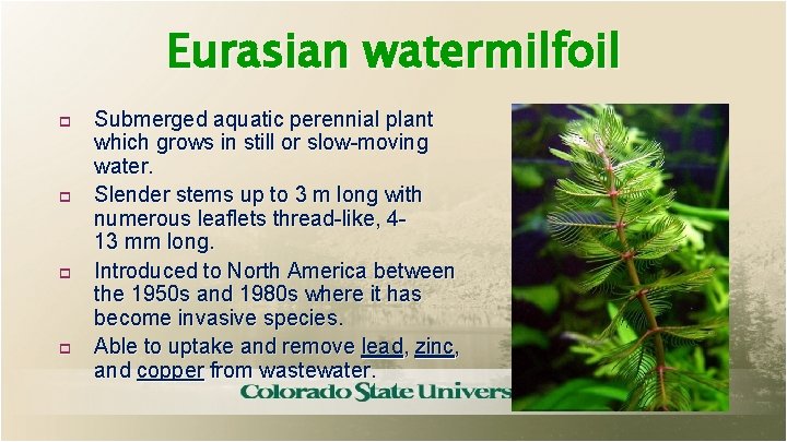 Eurasian watermilfoil p p Submerged aquatic perennial plant which grows in still or slow-moving