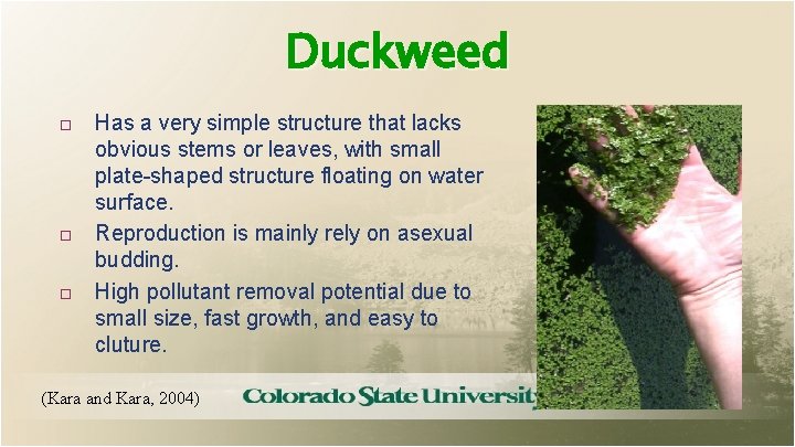 Duckweed Has a very simple structure that lacks obvious stems or leaves, with small