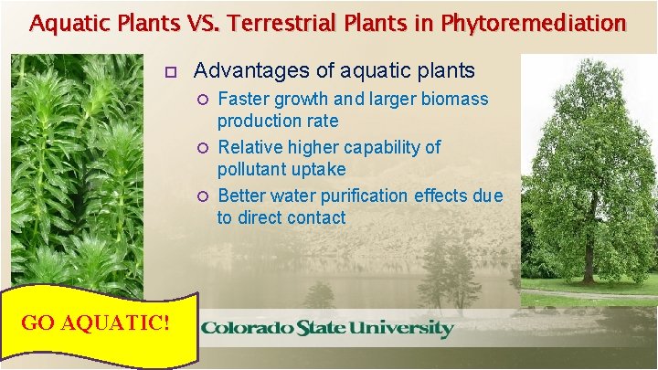Aquatic Plants VS. Terrestrial Plants in Phytoremediation Advantages of aquatic plants Faster growth and