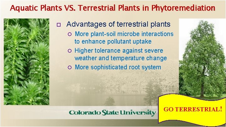 Aquatic Plants VS. Terrestrial Plants in Phytoremediation Advantages of terrestrial plants More plant-soil microbe