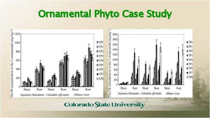 Ornamental Phyto Case Study 