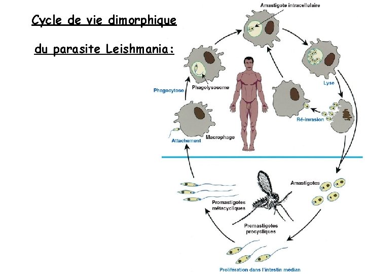 Cycle de vie dimorphique du parasite Leishmania: 