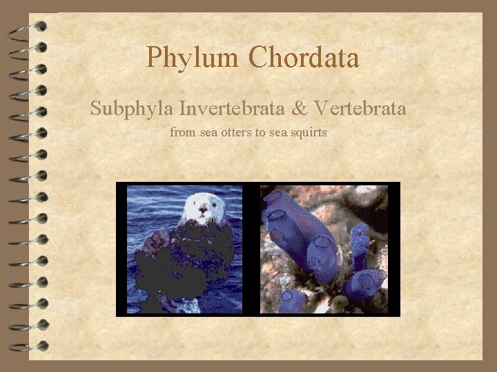 Phylum Chordata Subphyla Invertebrata & Vertebrata from sea otters to sea squirts 