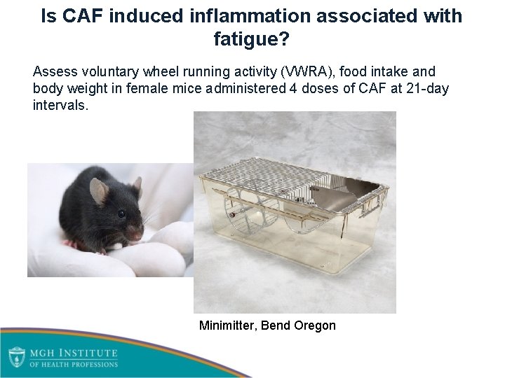 Is CAF induced inflammation associated with fatigue? Assess voluntary wheel running activity (VWRA), food