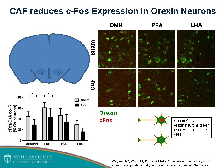 CAF reduces c-Fos Expression in Orexin Neurons PFA LHA Sham DMH CAF 3 V