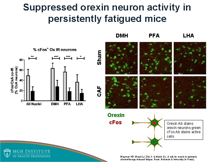 Suppressed orexin neuron activity in persistently fatigued mice PFA LHA CAF Sham DMH Orexin