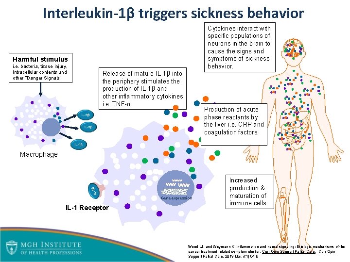 Interleukin-1β triggers sickness behavior Cytokines interact with specific populations of neurons in the brain