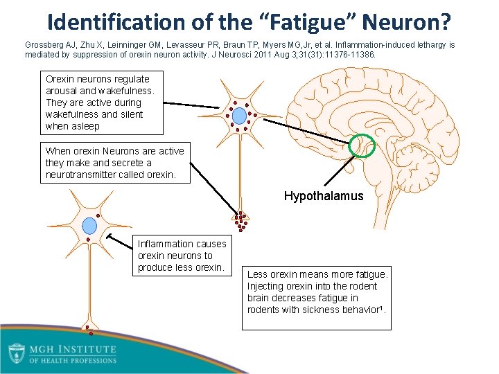 Identification of the “Fatigue” Neuron? Grossberg AJ, Zhu X, Leinninger GM, Levasseur PR, Braun