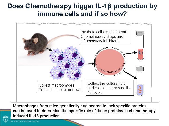 Does Chemotherapy trigger IL-1β production by immune cells and if so how? Incubate cells