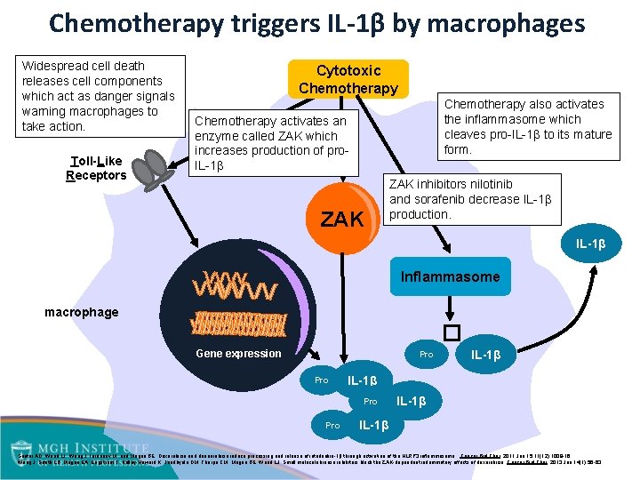 Chemotherapy triggers IL-1β by macrophages Widespread cell death releases cell components which act as