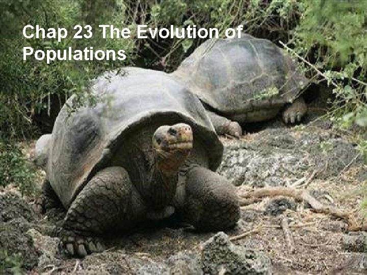 Chap 23 The Evolution of Populations 