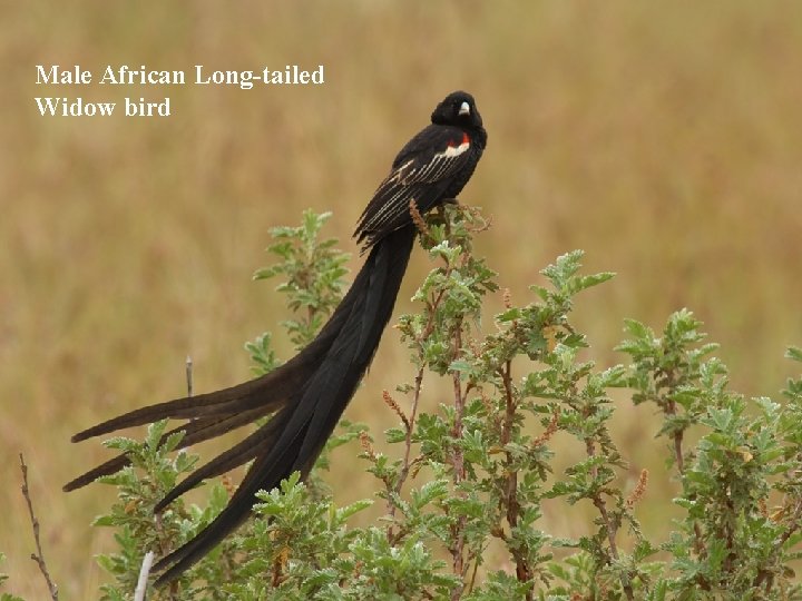 Male African Long-tailed Widow bird 