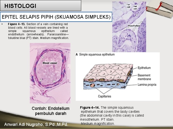 HISTOLOGI EPITEL SELAPIS PIPIH (SKUAMOSA SIMPLEKS) • Figure 4– 13. Section of a vein