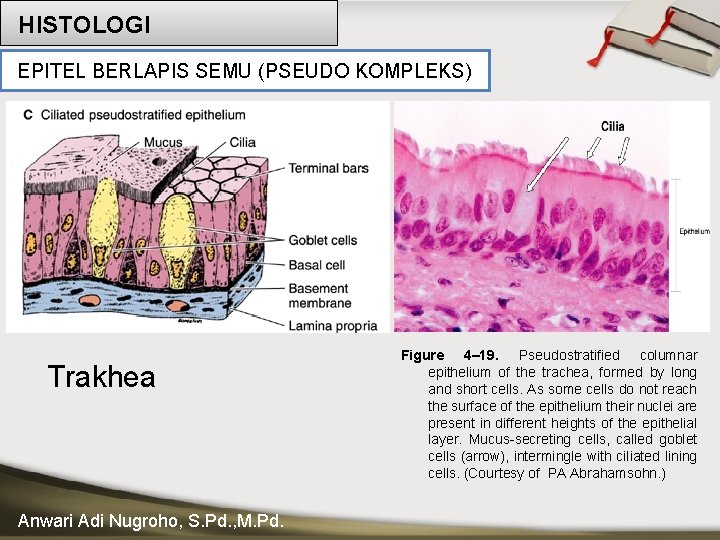 HISTOLOGI EPITEL BERLAPIS SEMU (PSEUDO KOMPLEKS) Trakhea Anwari Adi Nugroho, S. Pd. , M.