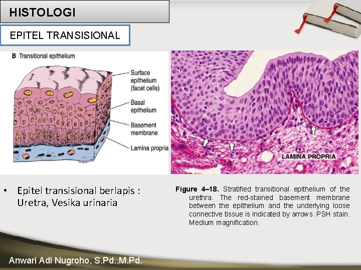 HISTOLOGI EPITEL TRANSISIONAL • Epitel transisional berlapis : Uretra, Vesika urinaria Anwari Adi Nugroho,