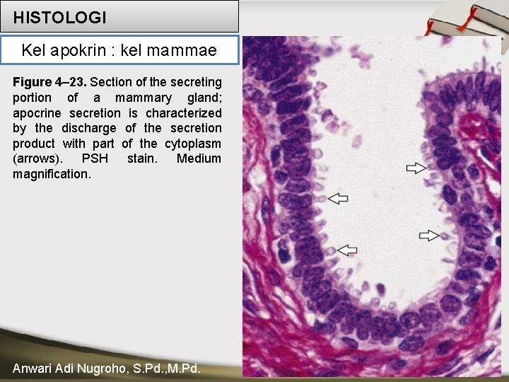 HISTOLOGI Kel apokrin : kel mammae Figure 4– 23. Section of the secreting portion