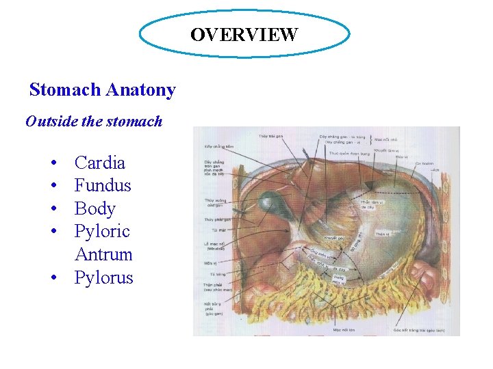 OVERVIEW Stomach Anatony Outside the stomach • • Cardia Fundus Body Pyloric Antrum •