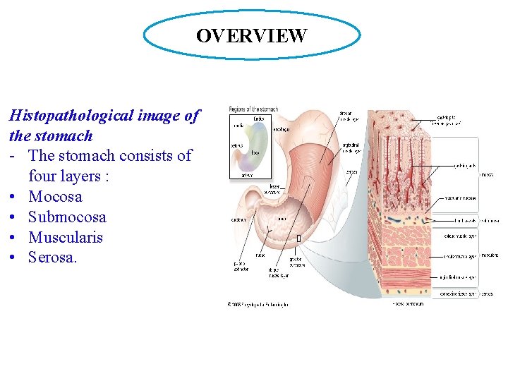 OVERVIEW Histopathological image of the stomach - The stomach consists of four layers :
