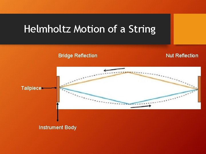 Helmholtz Motion of a String Bridge Reflection Tailpiece Instrument Body Nut Reflection 