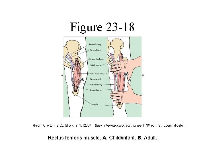 Figure 23 -18 (From Clayton, B. D. , Stock, Y. N. [2004]. Basic pharmacology