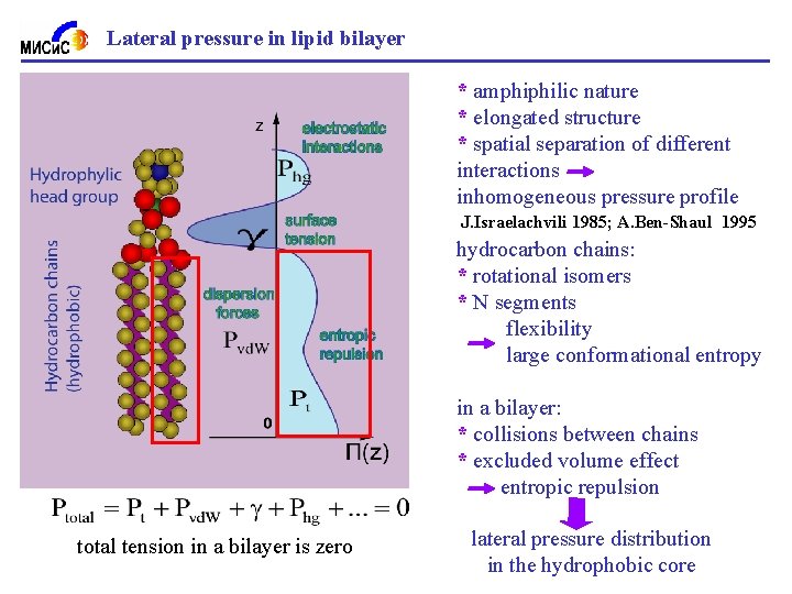 Lateral pressure in lipid bilayer * amphiphilic nature * elongated structure * spatial separation