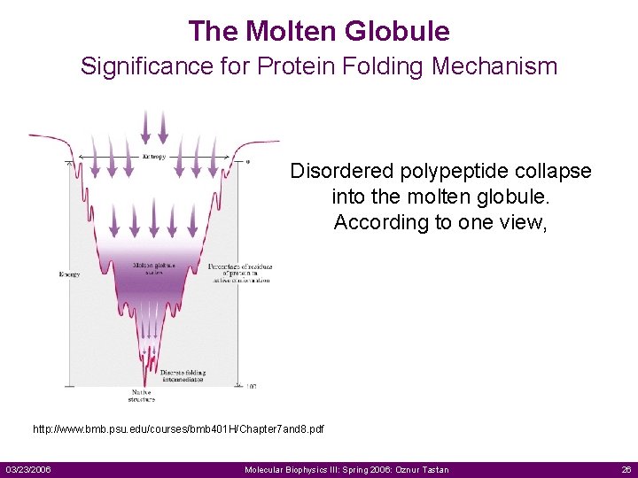The Molten Globule Significance for Protein Folding Mechanism Disordered polypeptide collapse into the molten