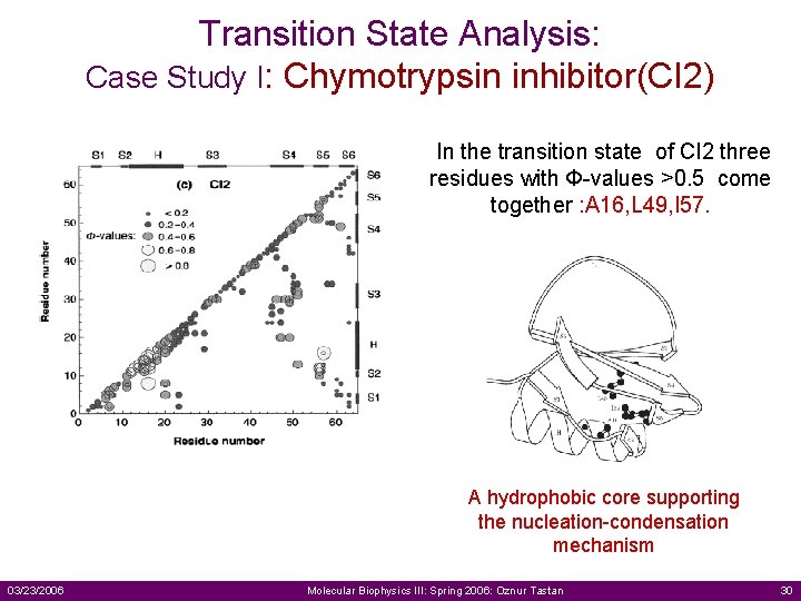 Transition State Analysis: Case Study I: Chymotrypsin inhibitor(CI 2) In the transition state of