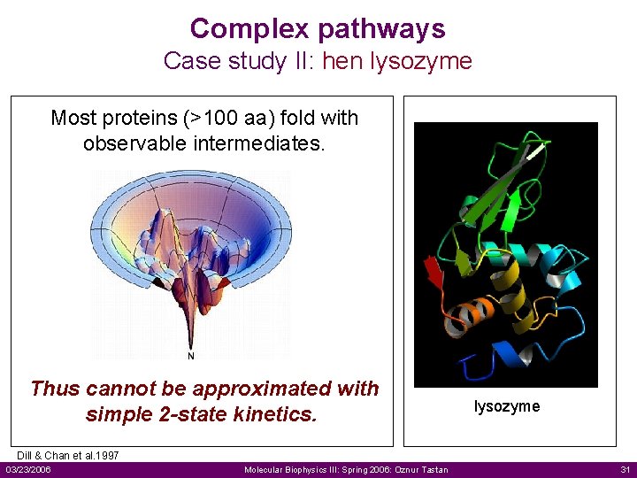 Complex pathways Case study II: hen lysozyme Most proteins (>100 aa) fold with observable