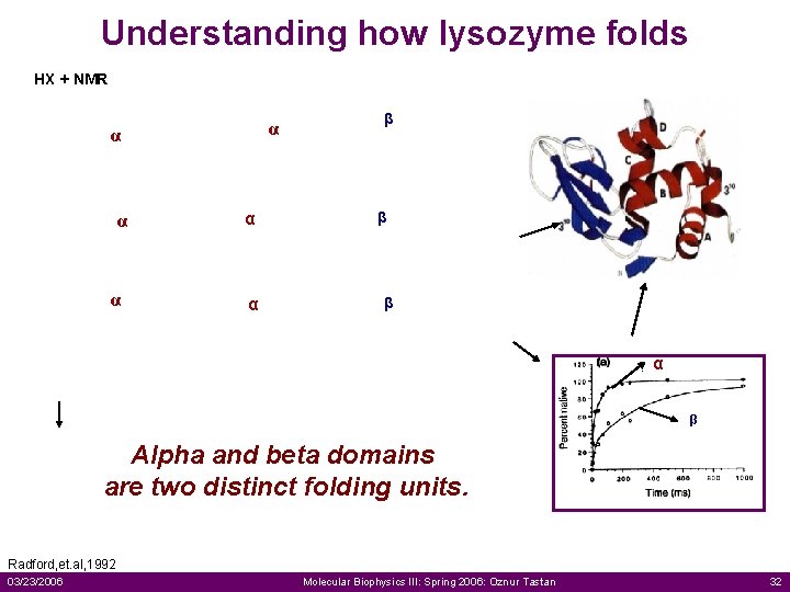 Understanding how lysozyme folds HX + NMR α α α β α β α