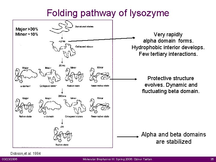 Folding pathway of lysozyme Major >30% Minor ~10% Very rapidly alpha domain forms. Hydrophobic