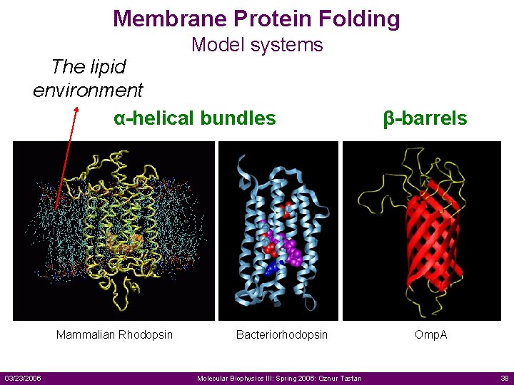 Membrane Protein Folding Model systems The lipid environment α-helical bundles Mammalian Rhodopsin 03/23/2006 Bacteriorhodopsin