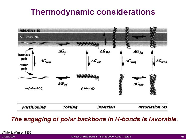 Thermodynamic considerations The engaging of polar backbone in H-bonds is favorable. White & Wimley,