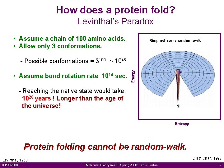 How does a protein fold? Levinthal’s Paradox • Assume a chain of 100 amino