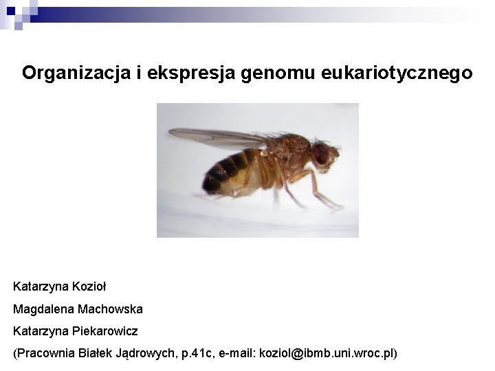 Organizacja i ekspresja genomu eukariotycznego Katarzyna Kozioł Magdalena Machowska Katarzyna Piekarowicz (Pracownia Białek Jądrowych,