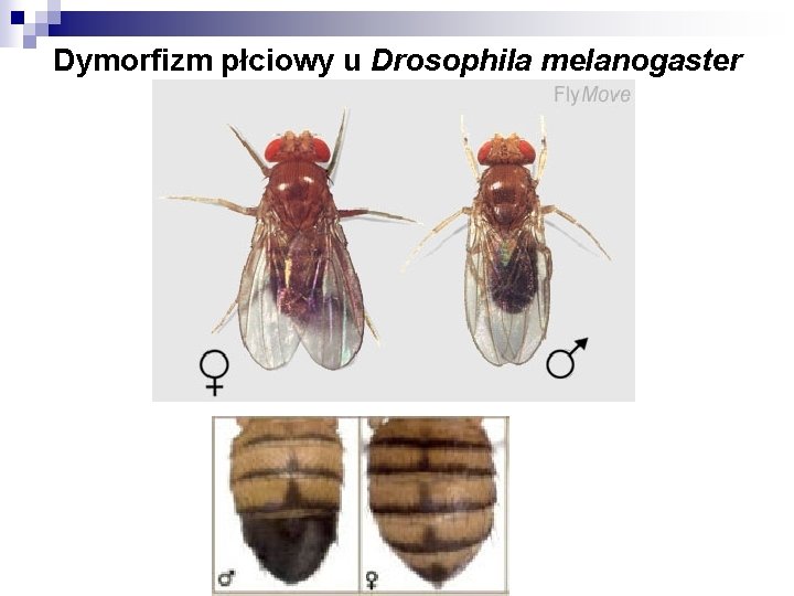 Dymorfizm płciowy u Drosophila melanogaster 