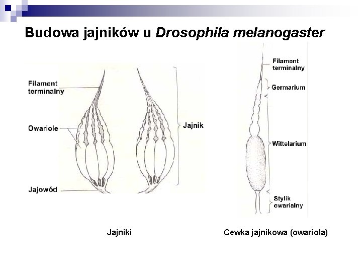 Budowa jajników u Drosophila melanogaster Jajniki Cewka jajnikowa (owariola) 