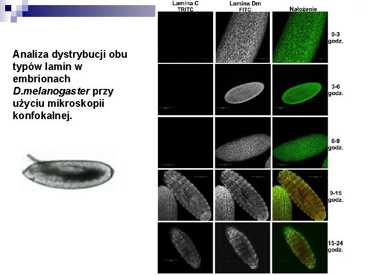 Analiza dystrybucji obu typów lamin w embrionach D. melanogaster przy użyciu mikroskopii konfokalnej. 