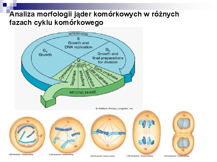 Analiza morfologii jąder komórkowych w różnych fazach cyklu komórkowego 
