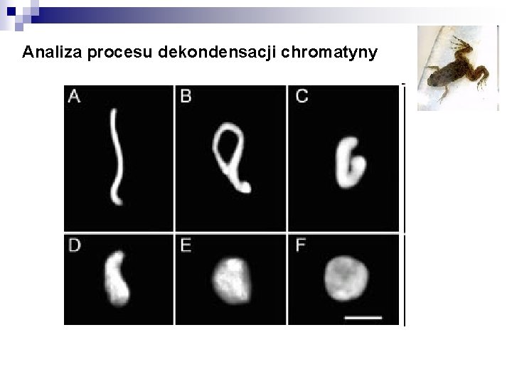 Analiza procesu dekondensacji chromatyny 