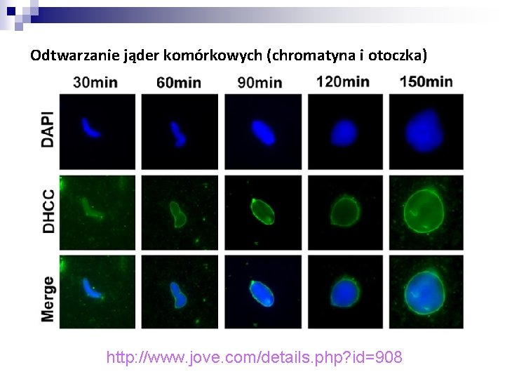 Odtwarzanie jąder komórkowych (chromatyna i otoczka) http: //www. jove. com/details. php? id=908 