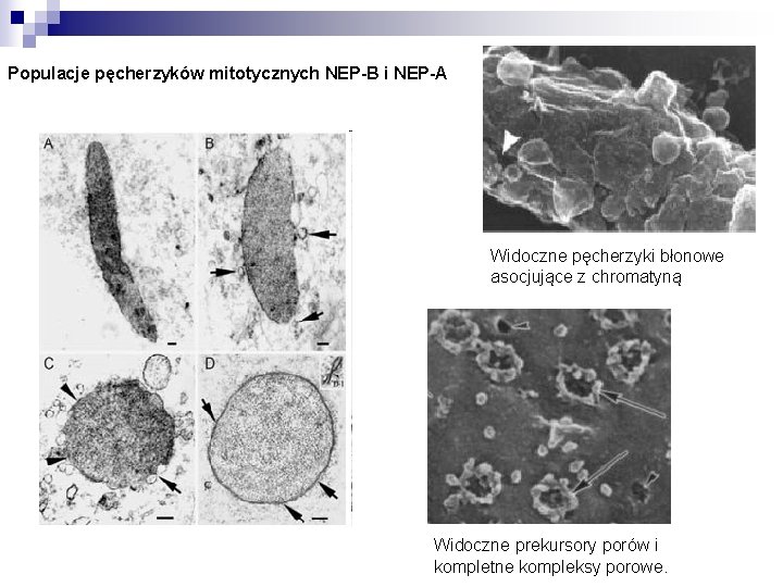 Populacje pęcherzyków mitotycznych NEP-B i NEP-A Widoczne pęcherzyki błonowe asocjujące z chromatyną Widoczne prekursory