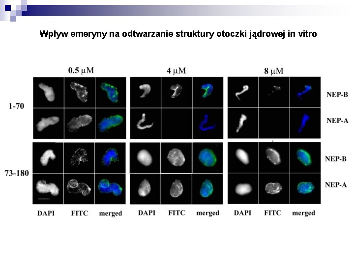 Wpływ emeryny na odtwarzanie struktury otoczki jądrowej in vitro 