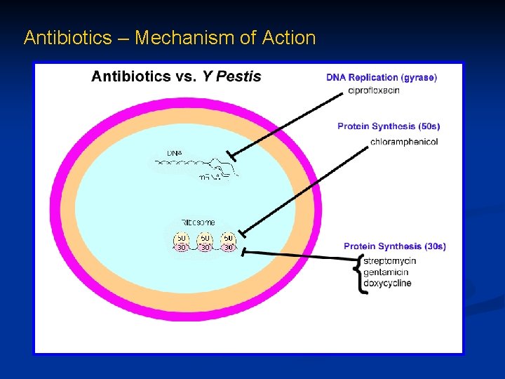 Antibiotics – Mechanism of Action 