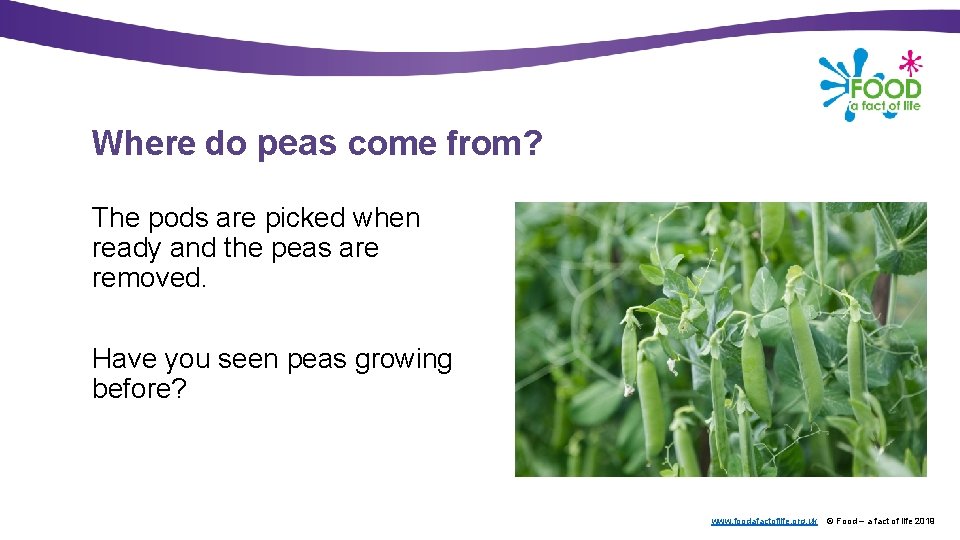 Where do peas come from? The pods are picked when ready and the peas