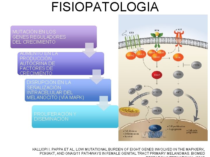 FISIOPATOLOGIA MUTACIÓN EN LOS GENES REGULADORES DEL CRECIMIENTO AUMENTO EN LA PRODUCCIÓN AUTÓCRINA DE