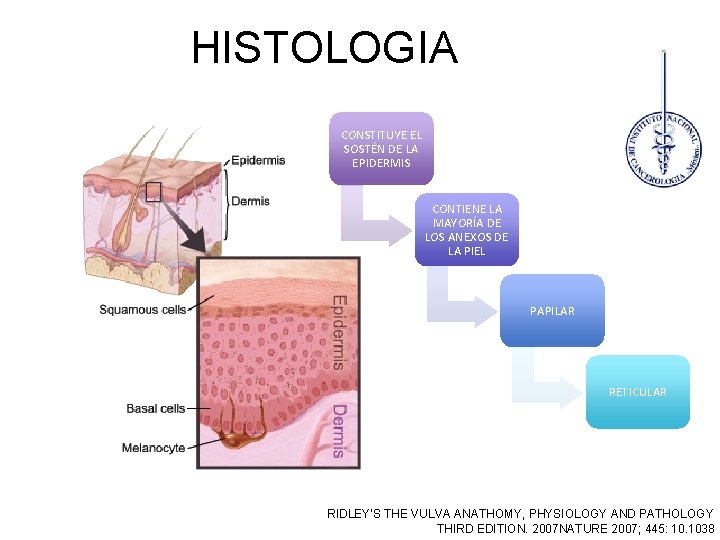 HISTOLOGIA CONSTITUYE EL SOSTÉN DE LA EPIDERMIS CONTIENE LA MAYORÍA DE LOS ANEXOS DE